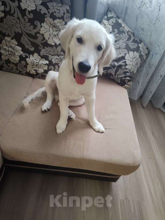 Собаки в других городах Московской области: Щенок золотистый ретривер  Мальчик, 80 000 руб. - фото 1