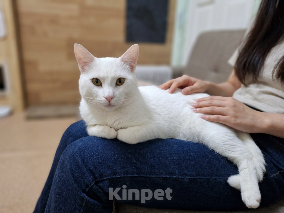 Кошки в Ижевске: кот в добрые руки Мальчик, Бесплатно - фото 1