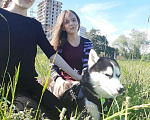 Собаки в Санкт-Петербурге: Предлагаю для вязки, 1 руб. - фото 4
