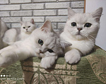 Кошки в Нытве: Серебристый мальчик 8 месяцев Мальчик, 15 000 руб. - фото 4