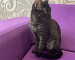 Кошки в Полярном: Чаузи котята, 40 000 руб. - фото 7