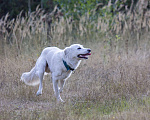 Собаки в Красноармейске: Собака ищет дом Мальчик, Бесплатно - фото 3
