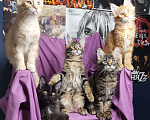 Кошки в Санкт-Петербурге: Котята мейнкунята в разведение от 35000 руб Мальчик, 35 000 руб. - фото 2