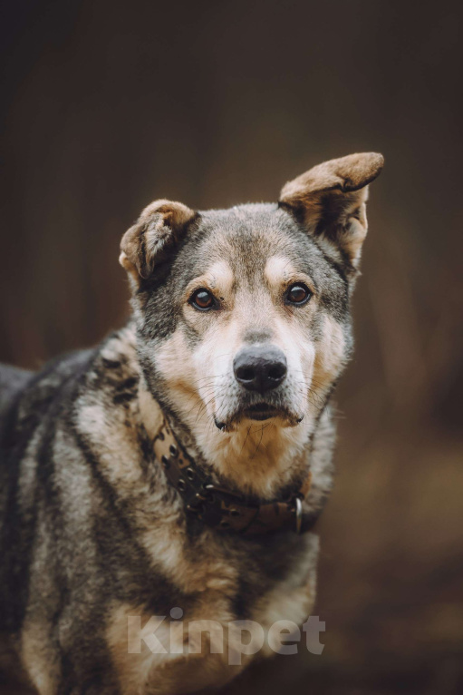Собаки в Москве: Пожилой пес в добрые руки Мальчик, Бесплатно - фото 1