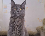 Кошки в Москве: Котенок мейн-кун девочка Девочка, 20 000 руб. - фото 2