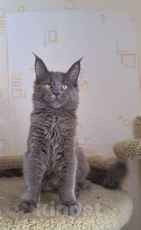 Кошки в Москве: Котенок мейн-кун девочка Девочка, 20 000 руб. - фото 2