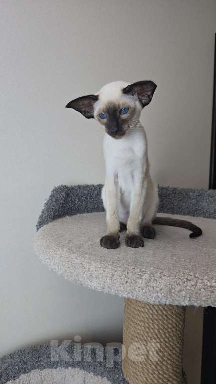Кошки в Иркутске: Ориентальный котенок Мальчик, 120 000 руб. - фото 3