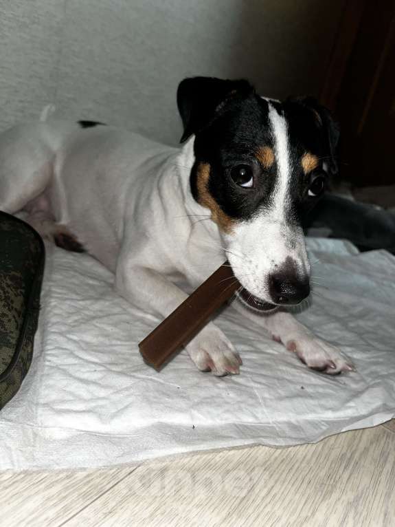 Собаки в Долгопрудном: Продам Джек Рассел терьера Девочка, 8 000 руб. - фото 1