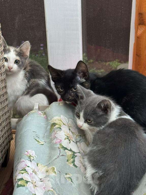 Кошки в Батайске: Привезу кошечку в ДОБРЫЕ РУКИ!! Девочка, Бесплатно - фото 2