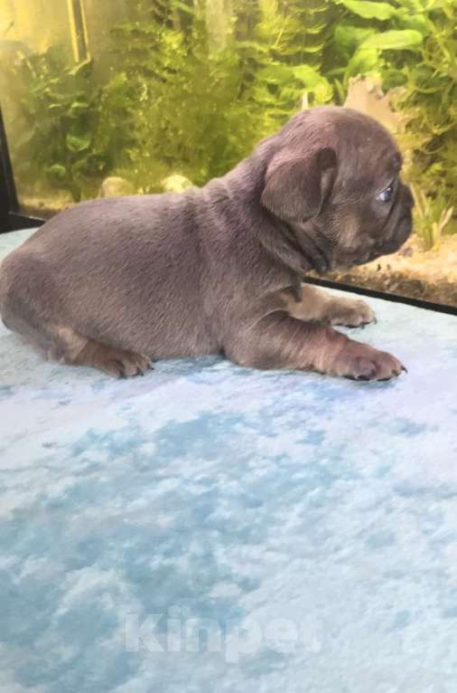 Собаки в Нижнем Новгороде: Продажа щенков французского бульдога  Девочка, Бесплатно - фото 4