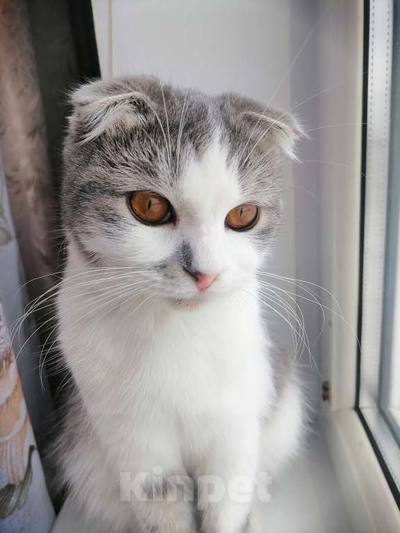 Кошки в Черкесске: Вислоухую кошечку отдам в хорошие руки. Девочка, Бесплатно - фото 1