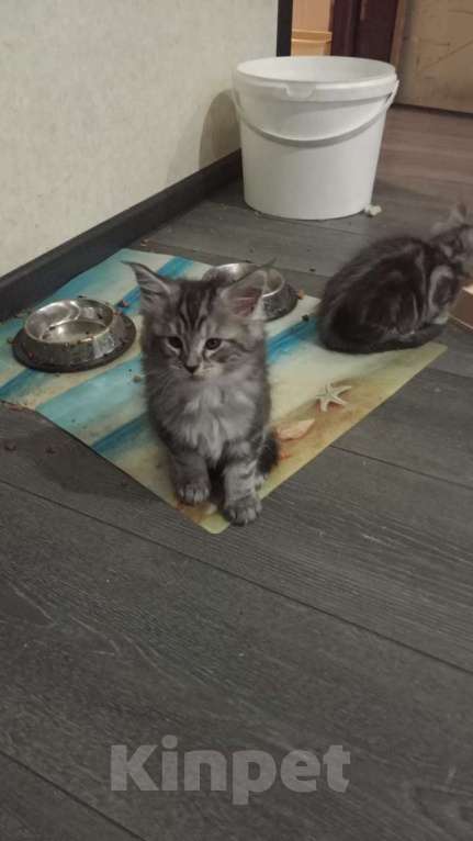 Кошки в Кемерово: Котенок мальчик Мальчик, 15 000 руб. - фото 1