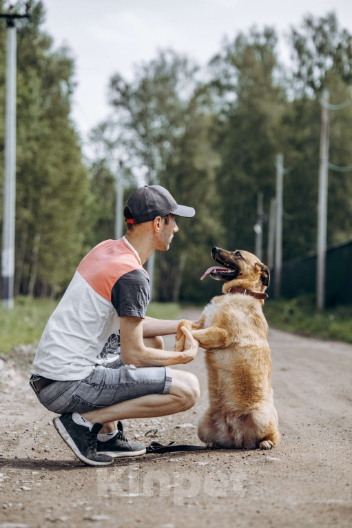 Собаки в Москве: Небольшая рыжая лисичка в добрые руки Мальчик, Бесплатно - фото 6