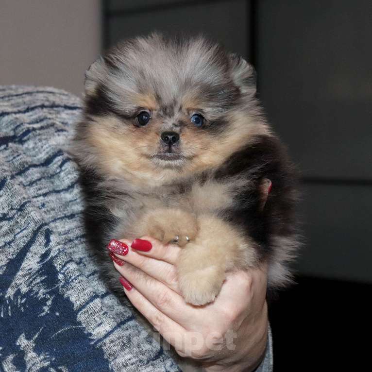 Собаки в Москве: Голубоглазая💎 девочка шпица Девочка, 55 000 руб. - фото 8