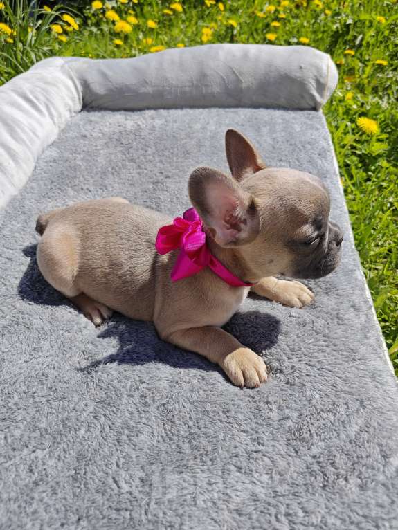 Собаки в Москве: Голубо-палевая красавица французского бульдога Девочка, 40 000 руб. - фото 3