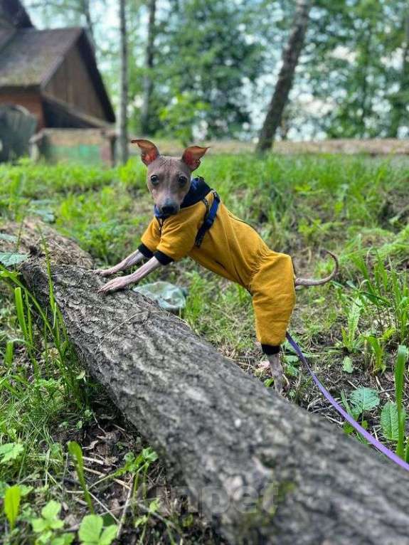 Собаки в Москве: Американский голый терьер Ума в самые надежные руки Девочка, Бесплатно - фото 2
