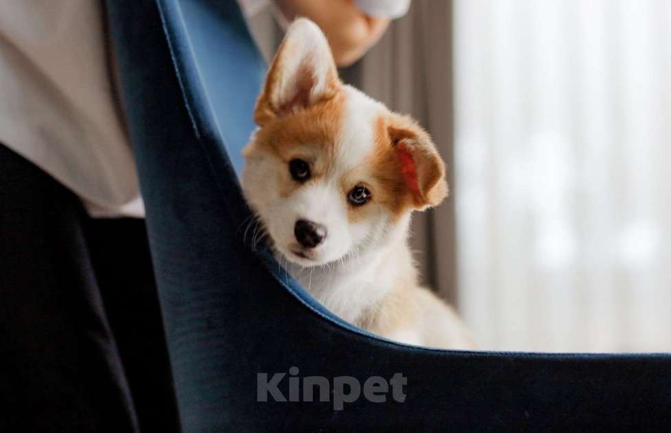 Собаки в Москве: вельш корги пемброк щенок Мальчик, 80 000 руб. - фото 3