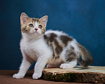 Кошки в Барнауле: Котик-страйт Вальтер🧡 Мальчик, Бесплатно - фото 6