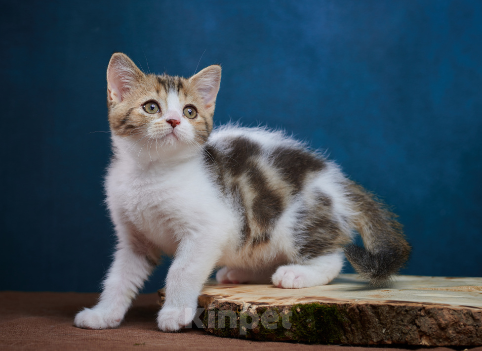 Кошки в Барнауле: Котик-страйт Вальтер🧡 Мальчик, Бесплатно - фото 6