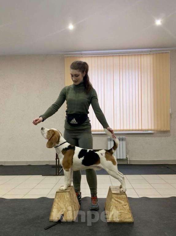 Собаки в Иваново: Кобель Бигль для вязки. Иваново и область. Мальчик, 100 руб. - фото 1