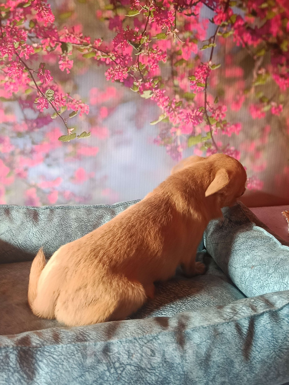 Собаки в Москве: Реально мини мальчик чихуа Мальчик, 30 000 руб. - фото 2