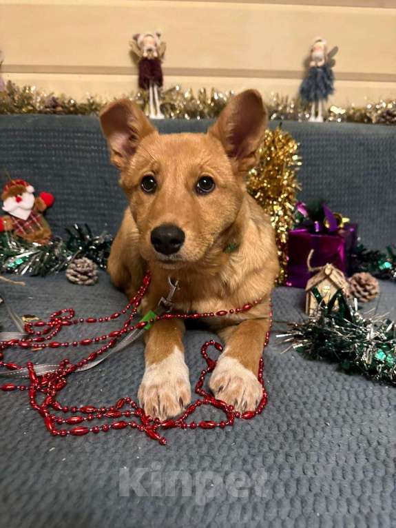 Собаки в Лосином-Петровском: Фанта в добрые руки якутенок Девочка, Бесплатно - фото 1