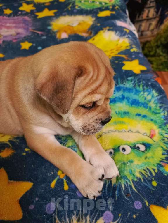 Собаки в Москве: Щенки Кадебо Мальчик, Бесплатно - фото 5