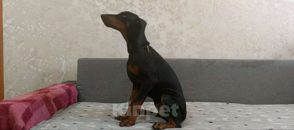 Собаки в Волгограде: Щенки собаки породы Доберман Девочка, 15 000 руб. - фото 3