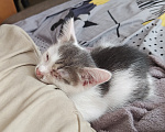 Кошки в Кемерово: Котята Разнополые, Бесплатно - фото 10