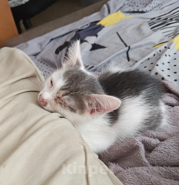 Кошки в Кемерово: Котята Разнополые, Бесплатно - фото 10