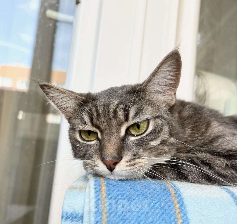 Кошки в Москве: Изящная полосатая кошечка Шурочка ищет дом, в добрые руки  Девочка, Бесплатно - фото 9