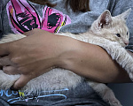 Кошки в Москве: Котенок мальчик 2,5 месяца Мальчик, Бесплатно - фото 2