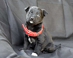 Собаки в Краснодаре: Отдам щенка, 2 месяца Мальчик, 10 руб. - фото 2