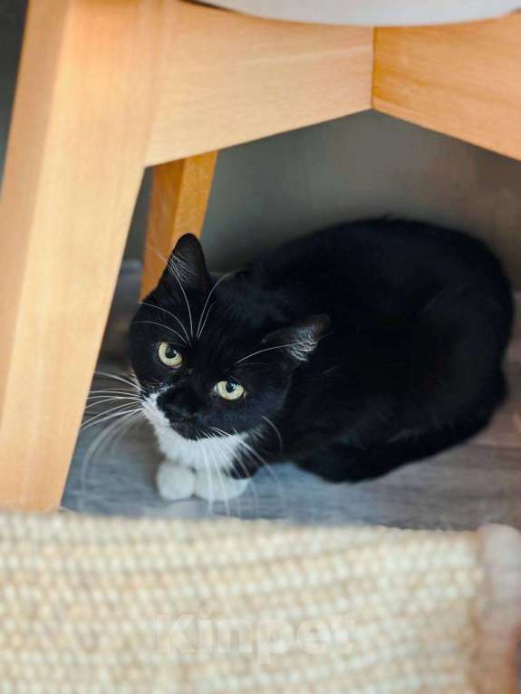 Кошки в Балашихе: Миранда Девочка, Бесплатно - фото 1