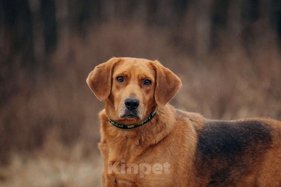 Собаки в Москве: Собака из приюта ищет дом Девочка, Бесплатно - фото 6