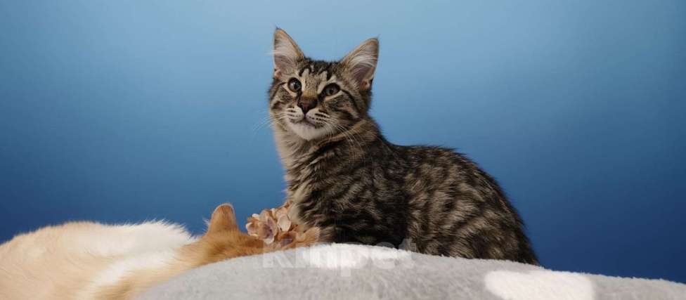 Кошки в Королеве: Котёнок Василий Мальчик, Бесплатно - фото 6