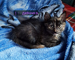 Кошки в Липецке: Отдам в добрые руки красивых котят!) Девочка, Бесплатно - фото 1