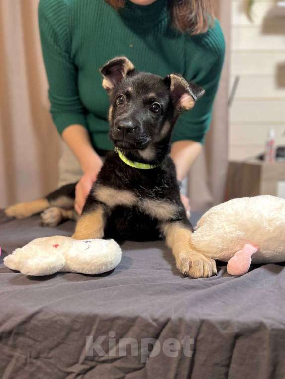 Собаки в других городах Московской области: Две девочки ВЕО Девочка, 60 000 руб. - фото 2