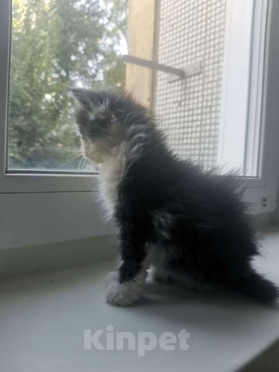 Кошки в Пензе: В добрые руки Девочка, Бесплатно - фото 2