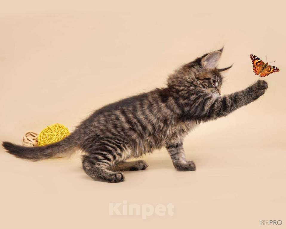 Кошки в Новосибирске: Котик Апполон Мальчик, 40 000 руб. - фото 2