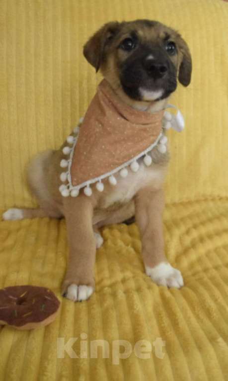 Собаки в Санкт-Петербурге: Братик и сестрички ищут дом!! Девочка, Бесплатно - фото 2