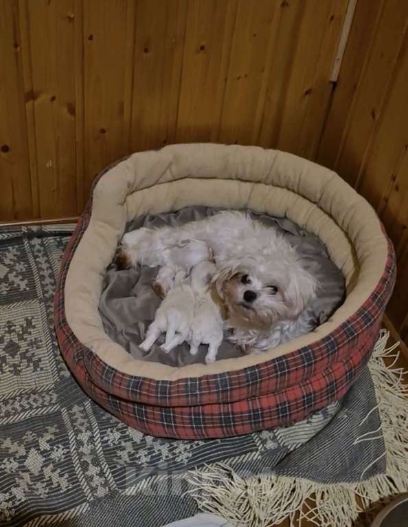 Собаки в Владикавказе: МАЛЬТЕЗЕ Мальчик, 35 000 руб. - фото 4