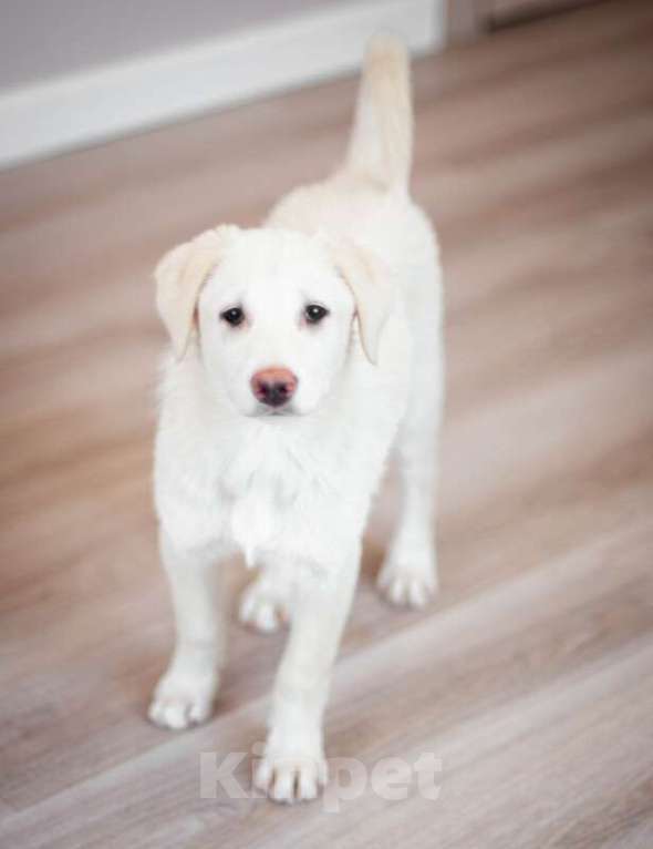 Собаки в Москве: Щенки от аусси и лабрадора в добрые руки Девочка, Бесплатно - фото 4