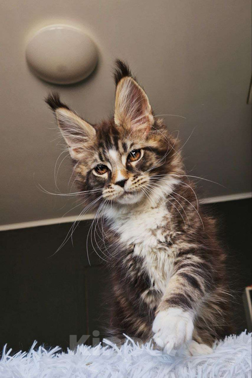 Кошки в Новосибирске: Котенок мейн кун кот  Мальчик, 120 000 руб. - фото 3