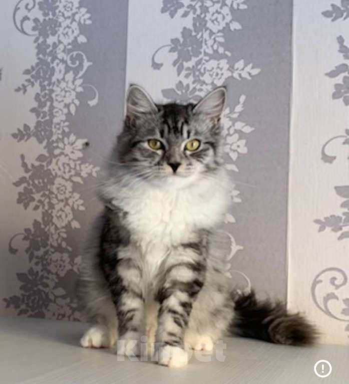 Кошки в других городах Краснодарского края: Невский маскарадный котёнок цуккини  Мальчик, 35 000 руб. - фото 4