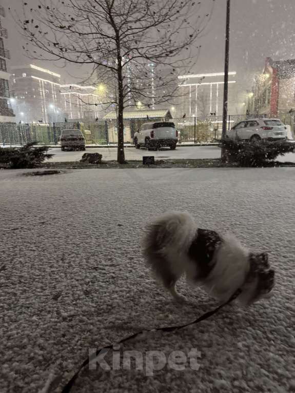 Собаки в Краснодаре: Срочная продажа Мальчик, 13 000 руб. - фото 2