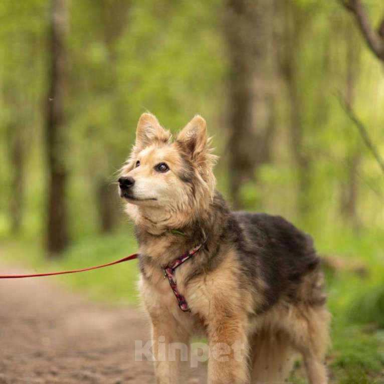 Собаки в Москве: Ната Девочка, Бесплатно - фото 3