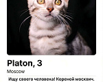 Кошки в Москве: Бенгальский котенок серебро Мальчик, 35 000 руб. - фото 2
