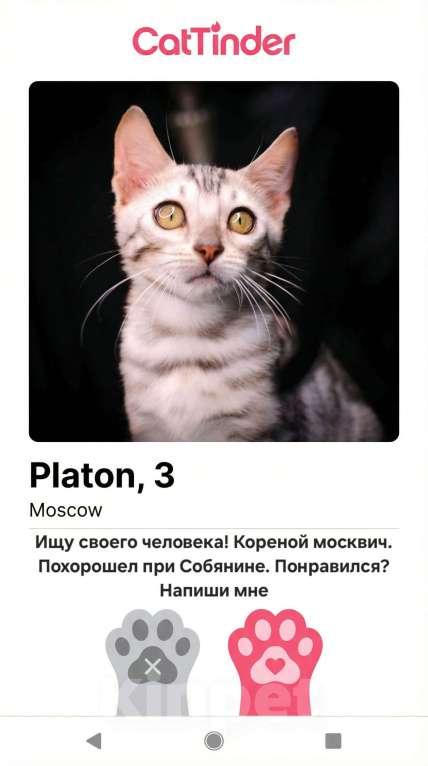 Кошки в Москве: Бенгальский котенок серебро Мальчик, 35 000 руб. - фото 2