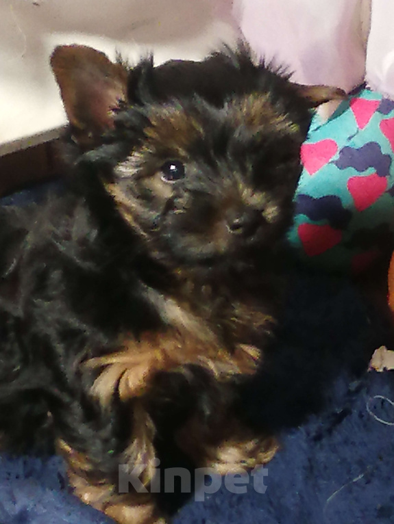 Собаки в Москве: Щенок йорка, мальчик Мальчик, 40 000 руб. - фото 2